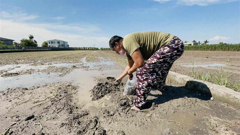 萬丹鮮紅豆-南國紅逗,小老闆的栽種日記🌱2021年9月5日